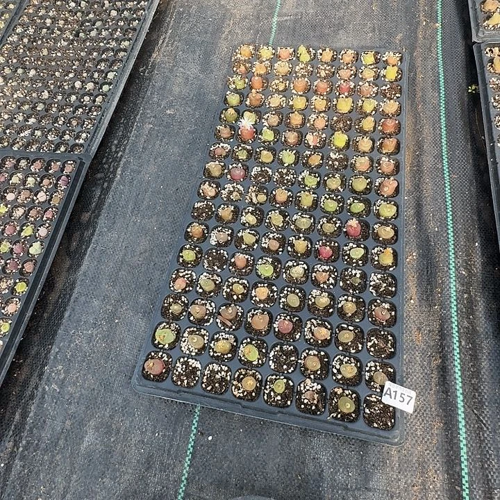 157多肉植物多肉植物脱土发