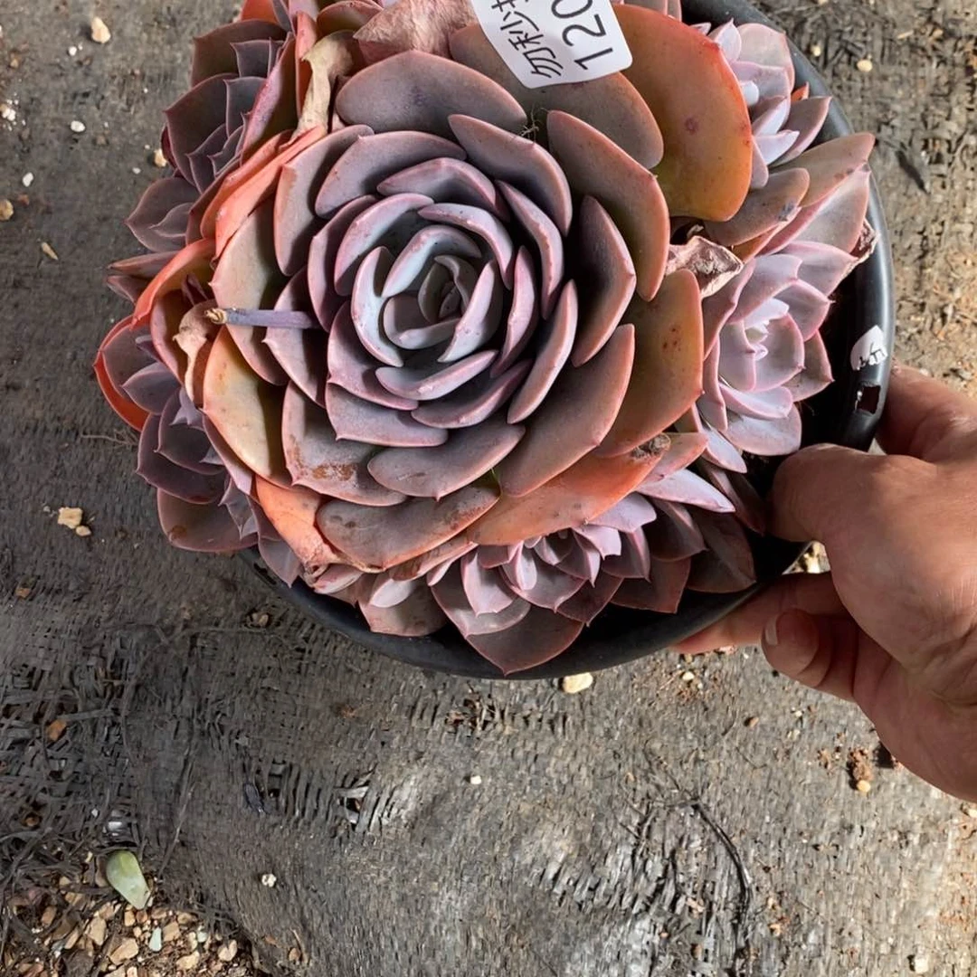 哈*?勿秒拍秒退1205-47尘埃