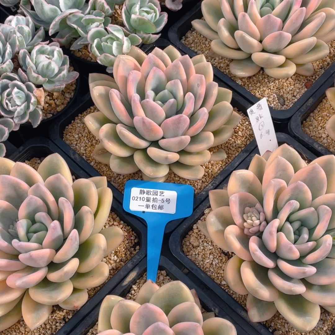 0210-5-超大母本奥普琳娜锦一颗