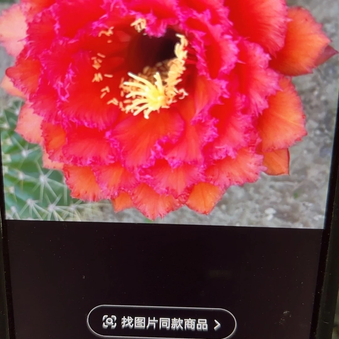 荣耀自花毛侧牙20包邮仙人球25