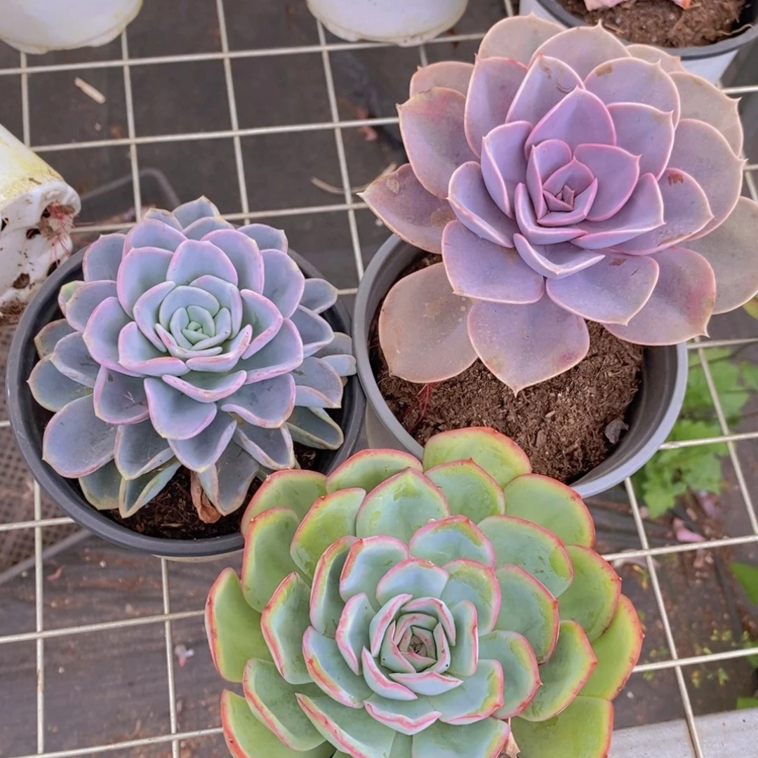 美尻➕晨露➕紫丁香 大单头各一盆