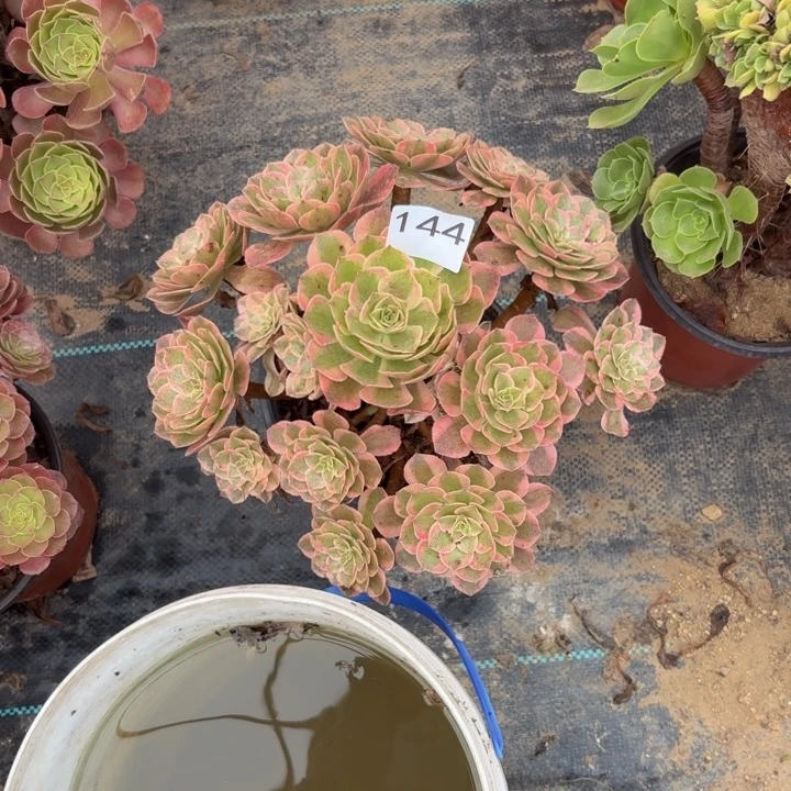 云荷多肉植物不包损144