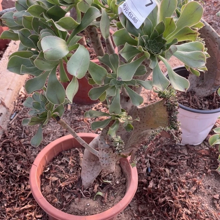 樱***多肉妖庄缀，杆子有伤077