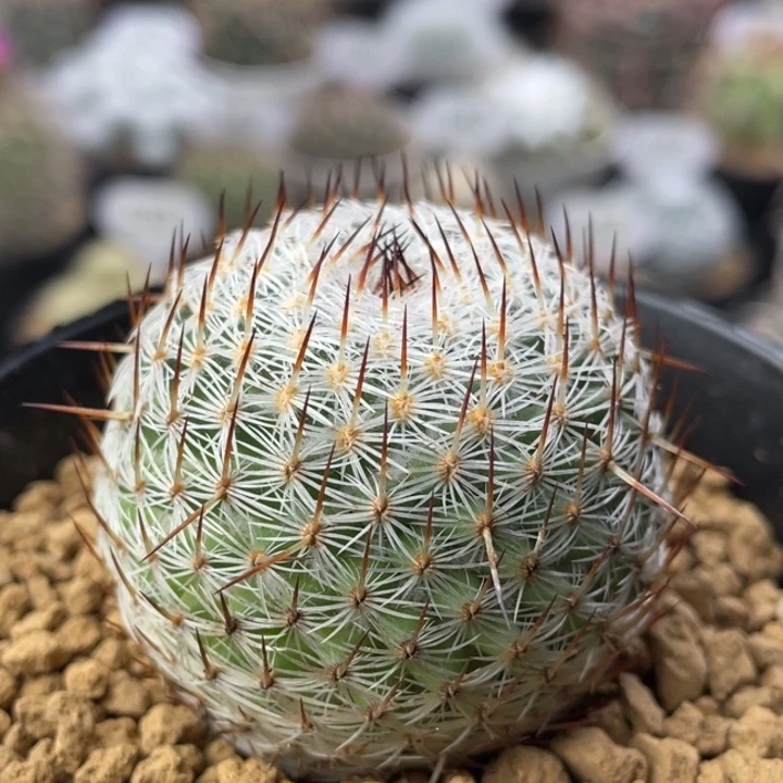 内俚玉    实生根