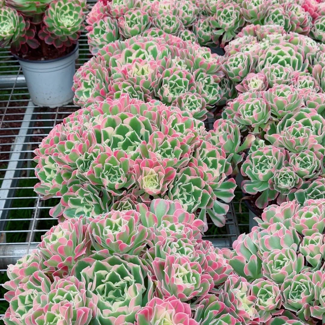 模特粉体白凤量拍多肉法师一个