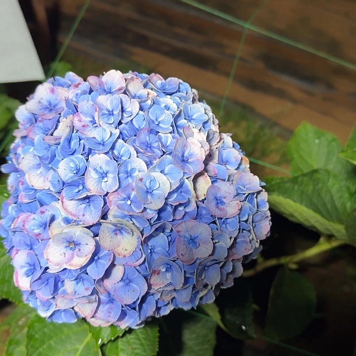 大部分花苞少量开放87