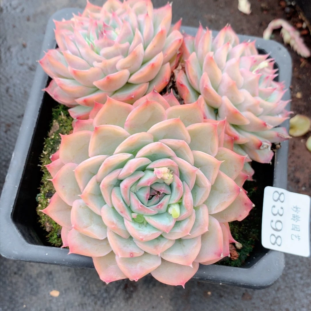 8398杂交多肉植物基地