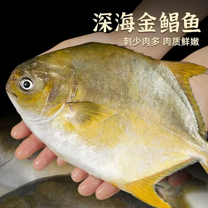 新鲜海鲜无碎刺金鲳鱼深海金昌鱼大金鲳鱼4条(每条净重1斤大号)