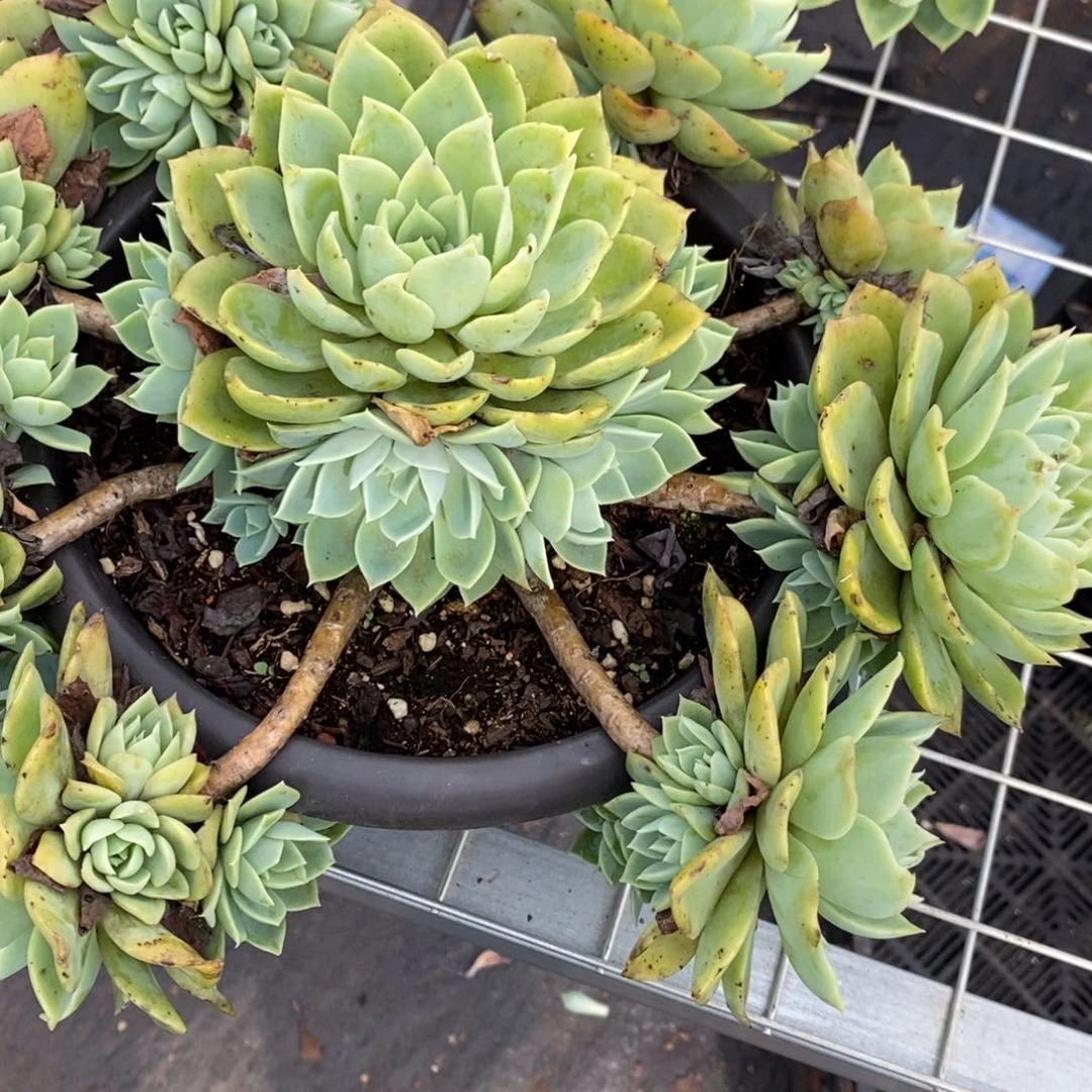 三色堇 手捧捧花 老桩带多崽