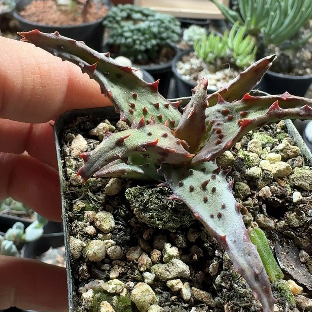 231强刺卡萨帝脱土发货