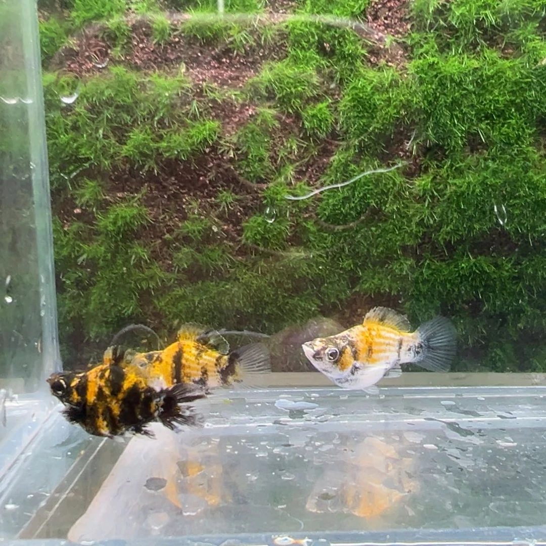 黑玛丽鱼虎纹亚成一公两母