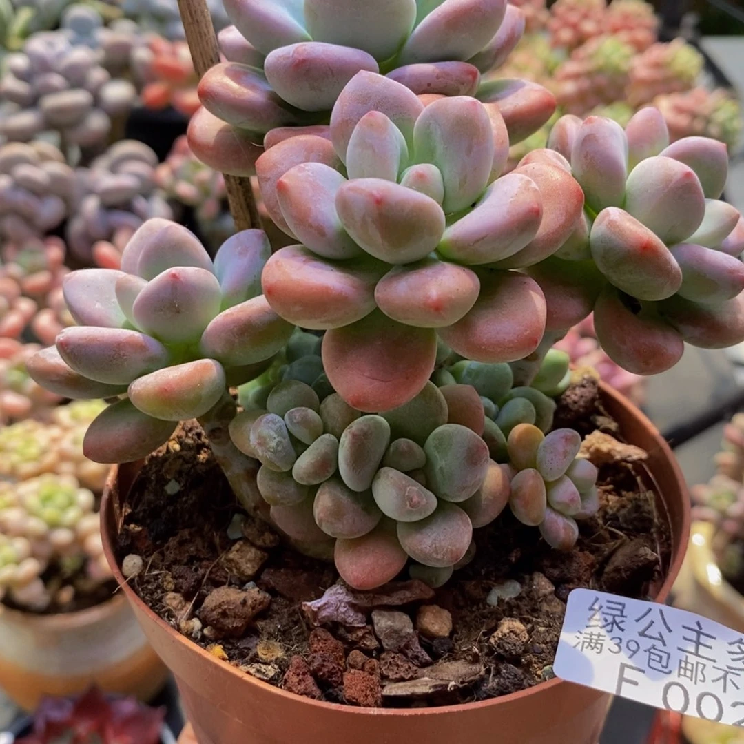 002樱花洛神13cm多肉