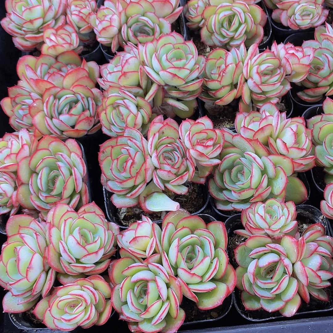 量拍150号 牡丹亭群生一个