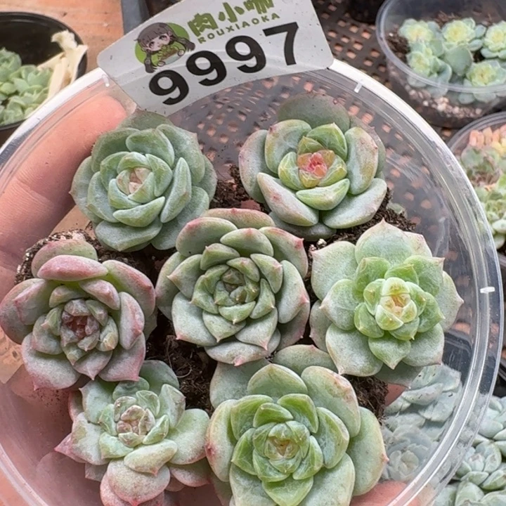 多肉植物多肉植物