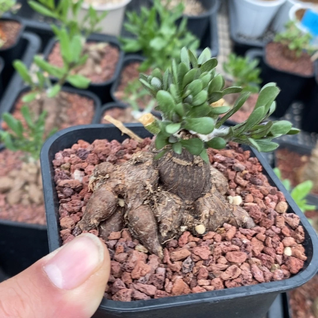 海星厚炖菊一个多肉