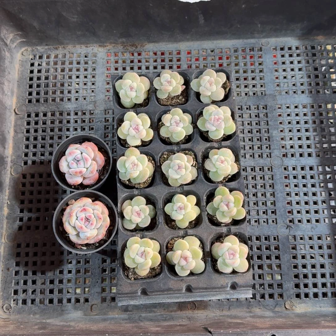 一闪一闪一物一拍专拍