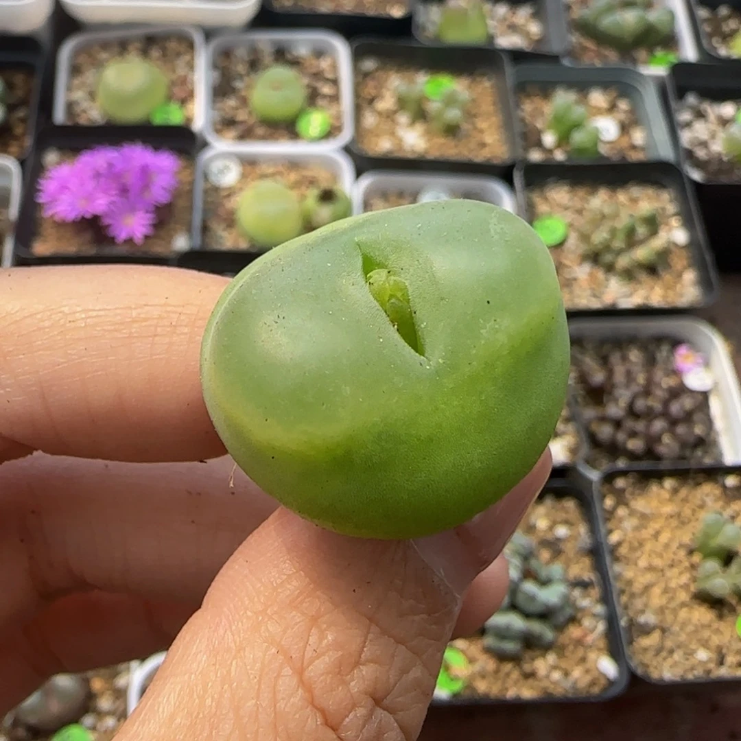 2.4（多肉植物的394