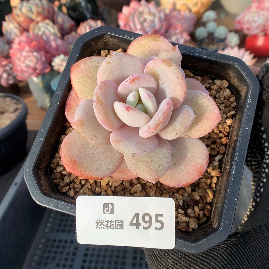 495奶茶多肉植物6666