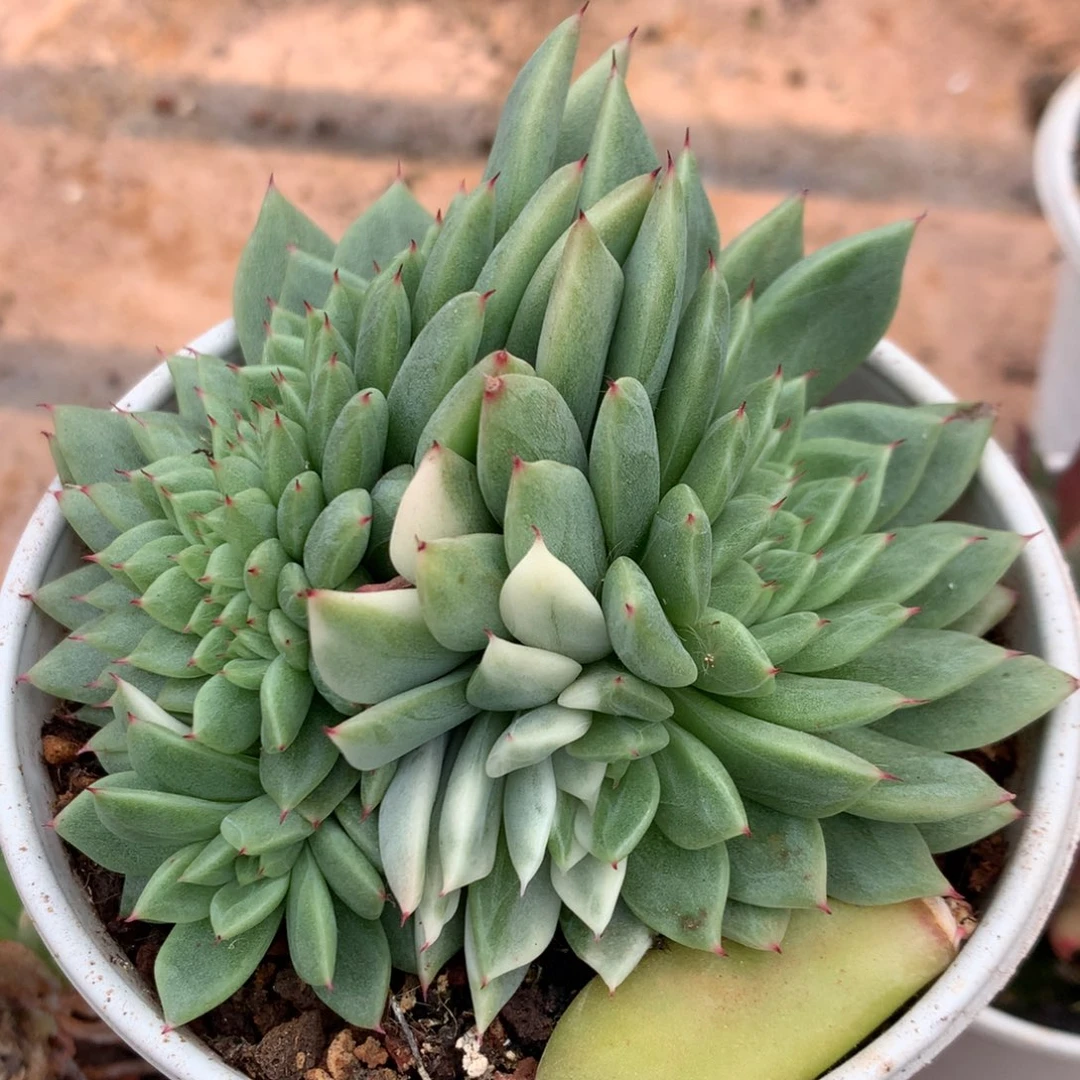 东云杂缀锦姐姐姐姐姐姐