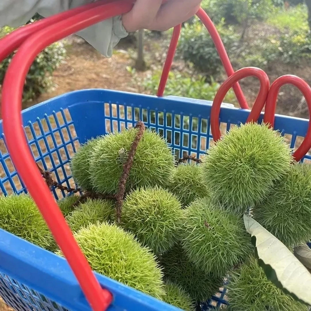【头茬嫩板栗刺球】带壳发货安徽金寨白皮嫩板栗栗包毛球易剥内皮