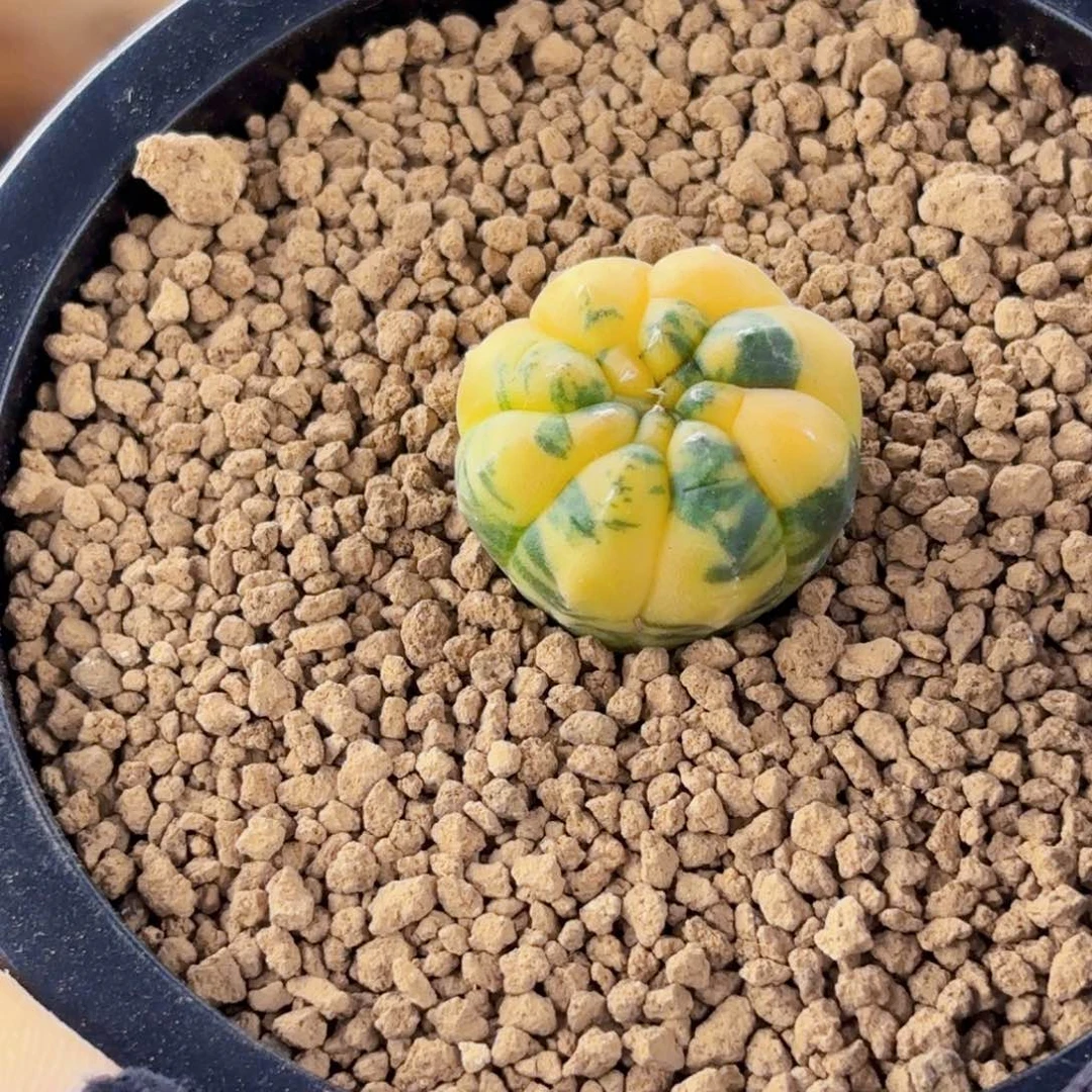 龟甲锦wwwwwwwwwwwwwww