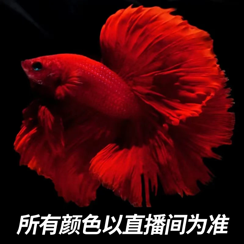 （337-360）泰国斗鱼精品半月 婚纱 将军小型热带观赏鱼