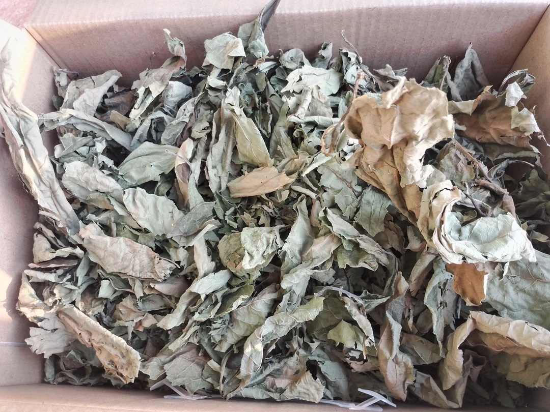 牙痛草非洲茶敷草叶五分钟止牙痛牙龈肿痛治牙虫清洁口腔预防烂牙