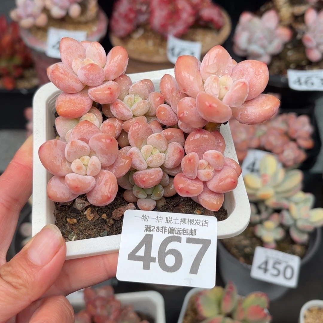 樱花洛神无盆土发货