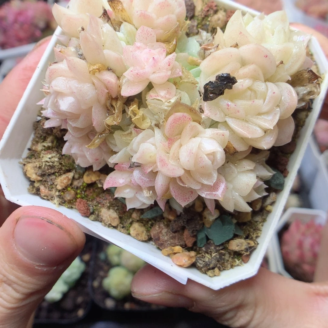 无花朵E36。yyyyyyy