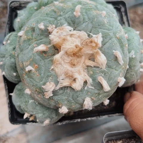 127海鲜群枕木根清棚特