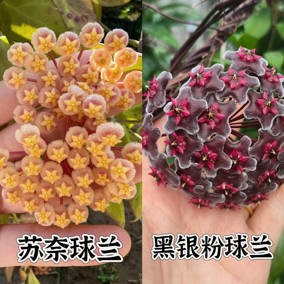 【苏奈+黑银粉】中苗组合阳台办公室爬藤垂吊球兰