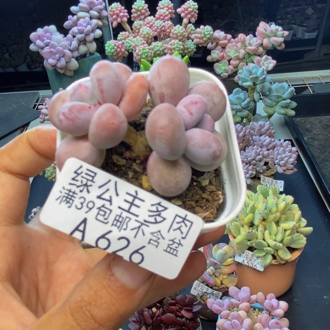 626糖豆奶多肉4c m