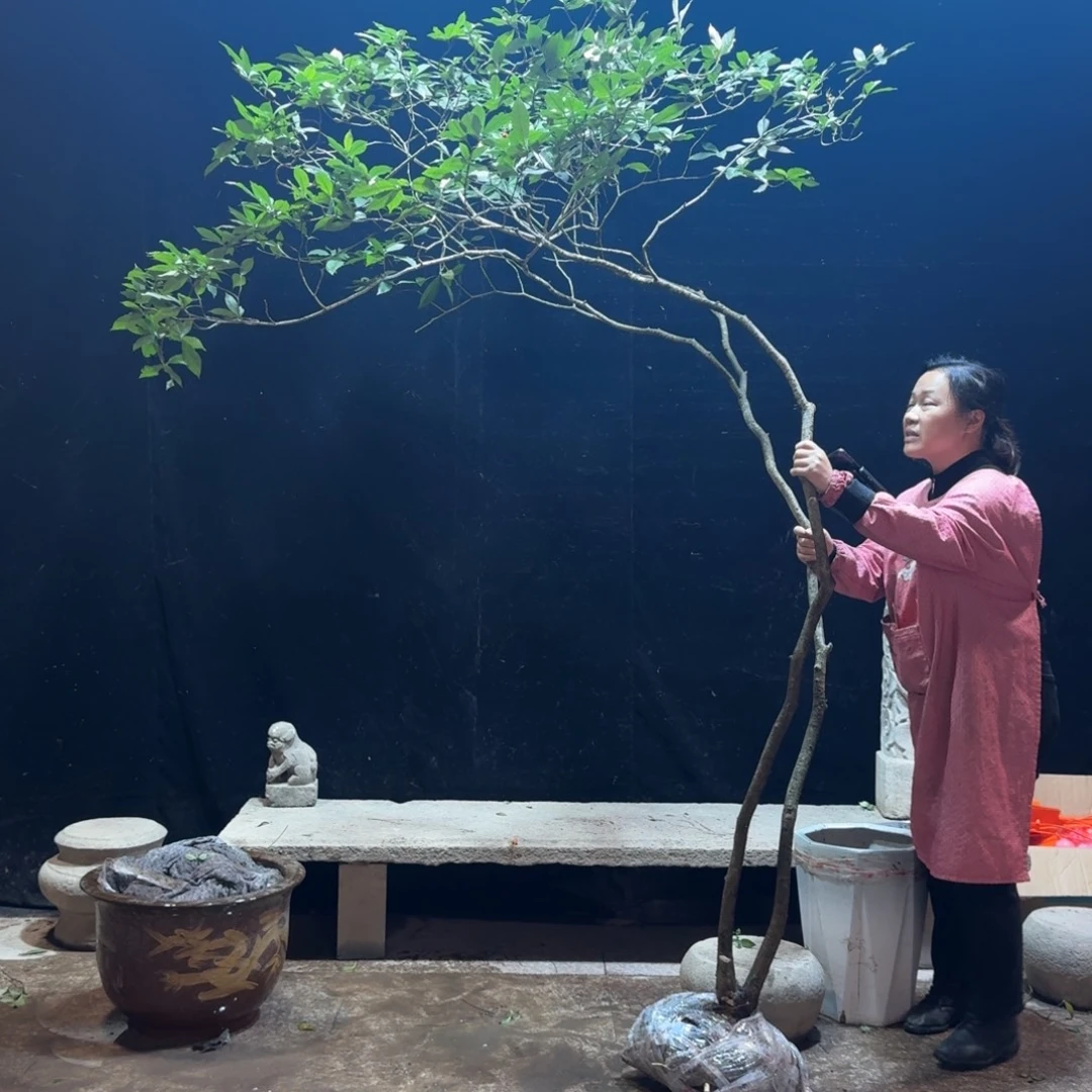 墨***蓝完全开放栀子花生桩造型树一物一拍