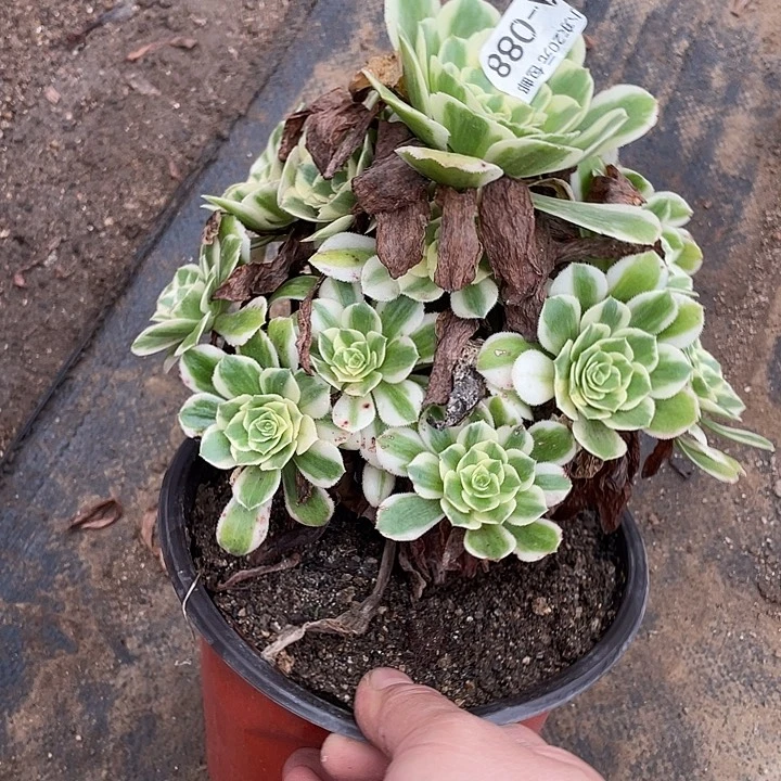 88迈巴赫多肉植物法师