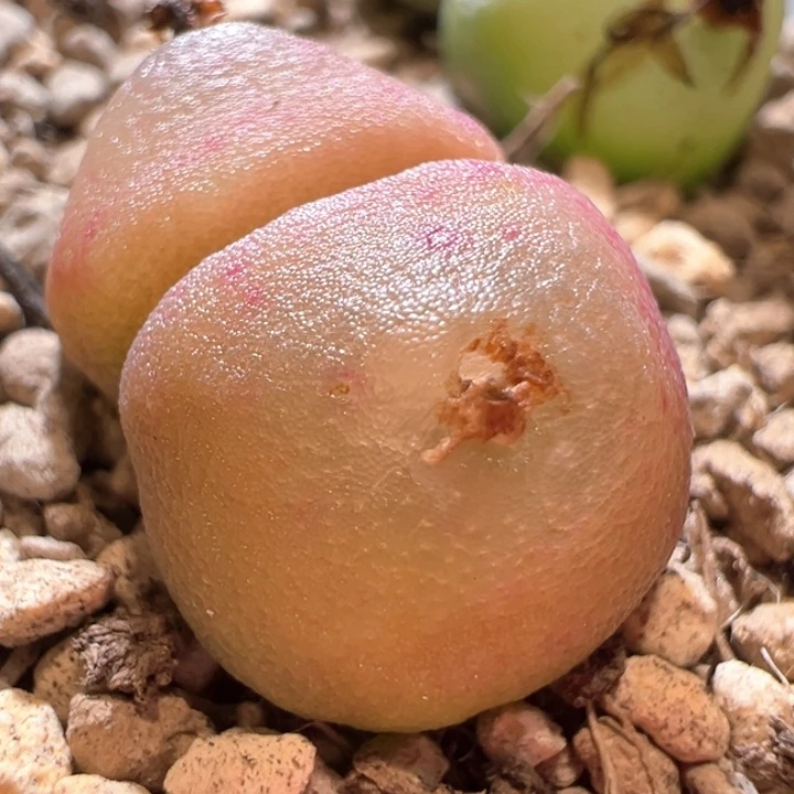 529。 优选哈默灯泡。  大年份大尺寸。 超红体