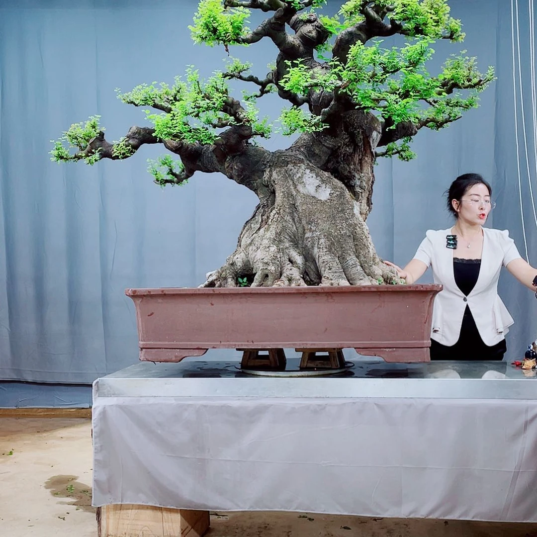 自***求无花朵景区别人和动物的话说