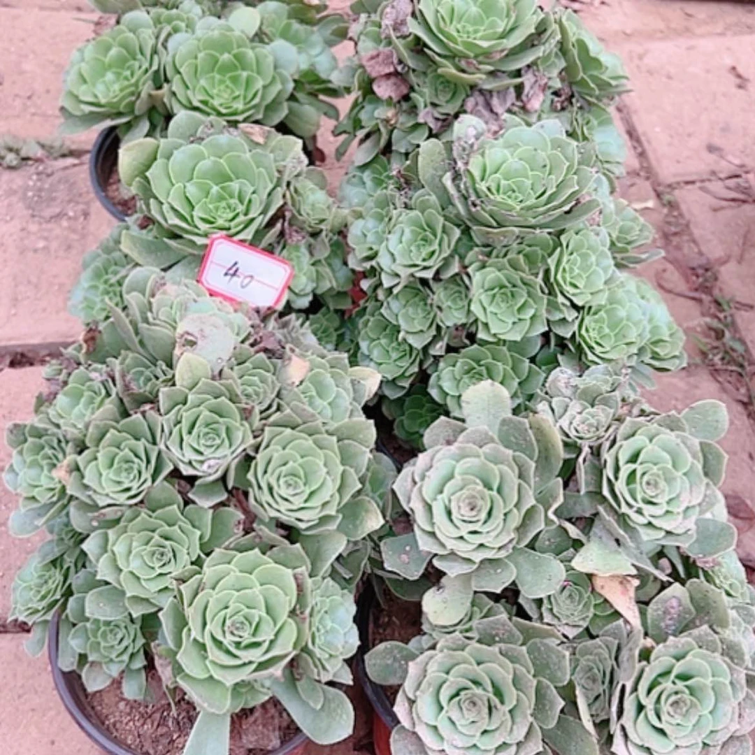 【闪购商品】无花朵桃*40号套6颗绿羊绒