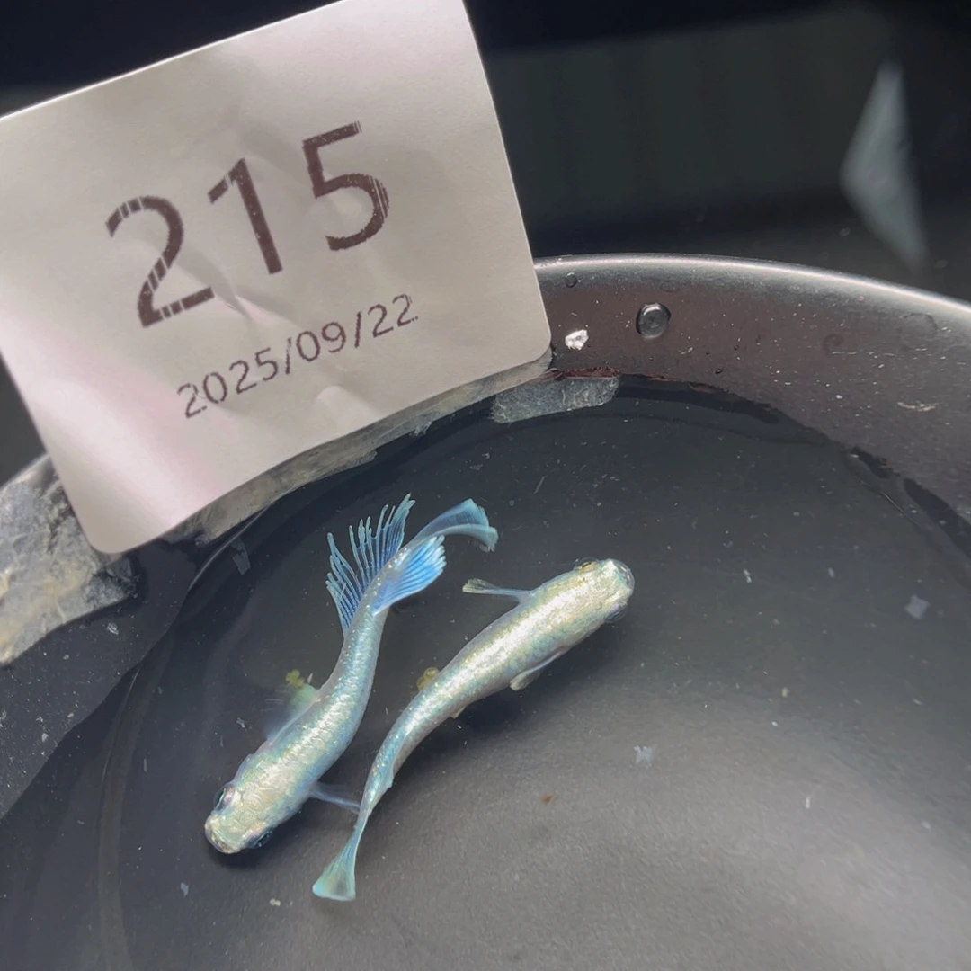 青鳉215玛利亚宽鳍一对