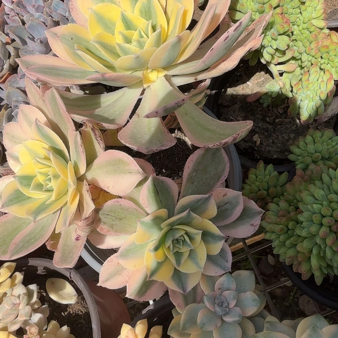 灿烂法师多肉植物精品