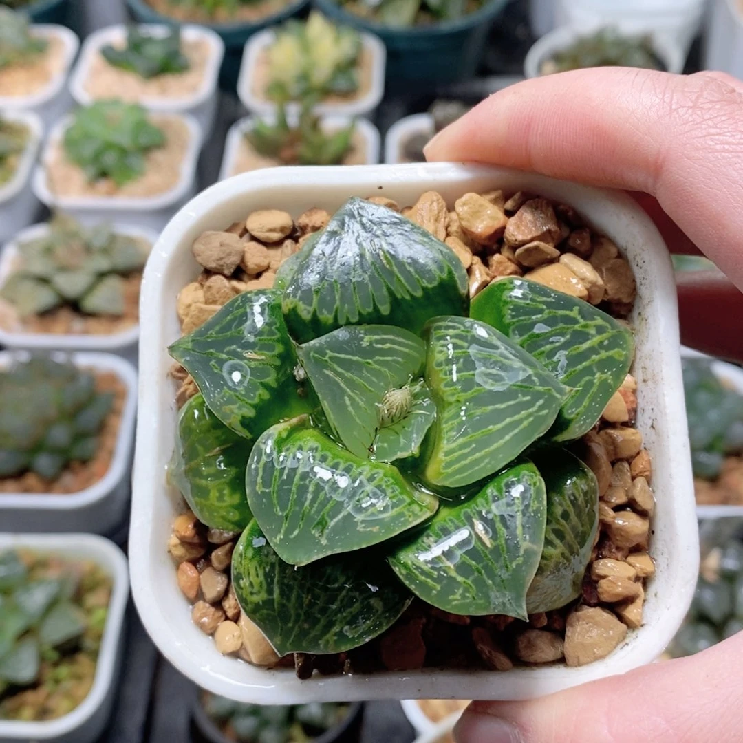 巨大化独龙寿玉露多肉