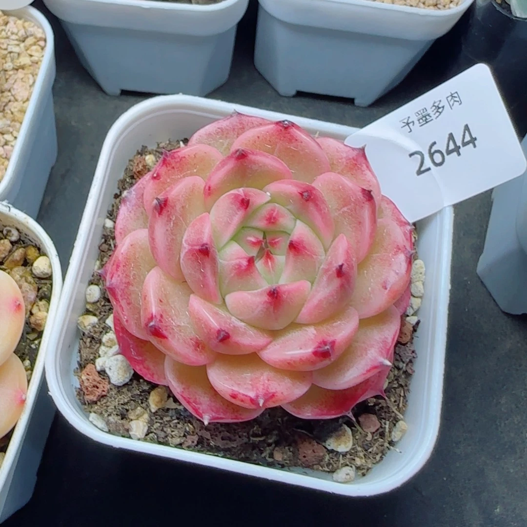 金辉珍妮，2644多肉植物