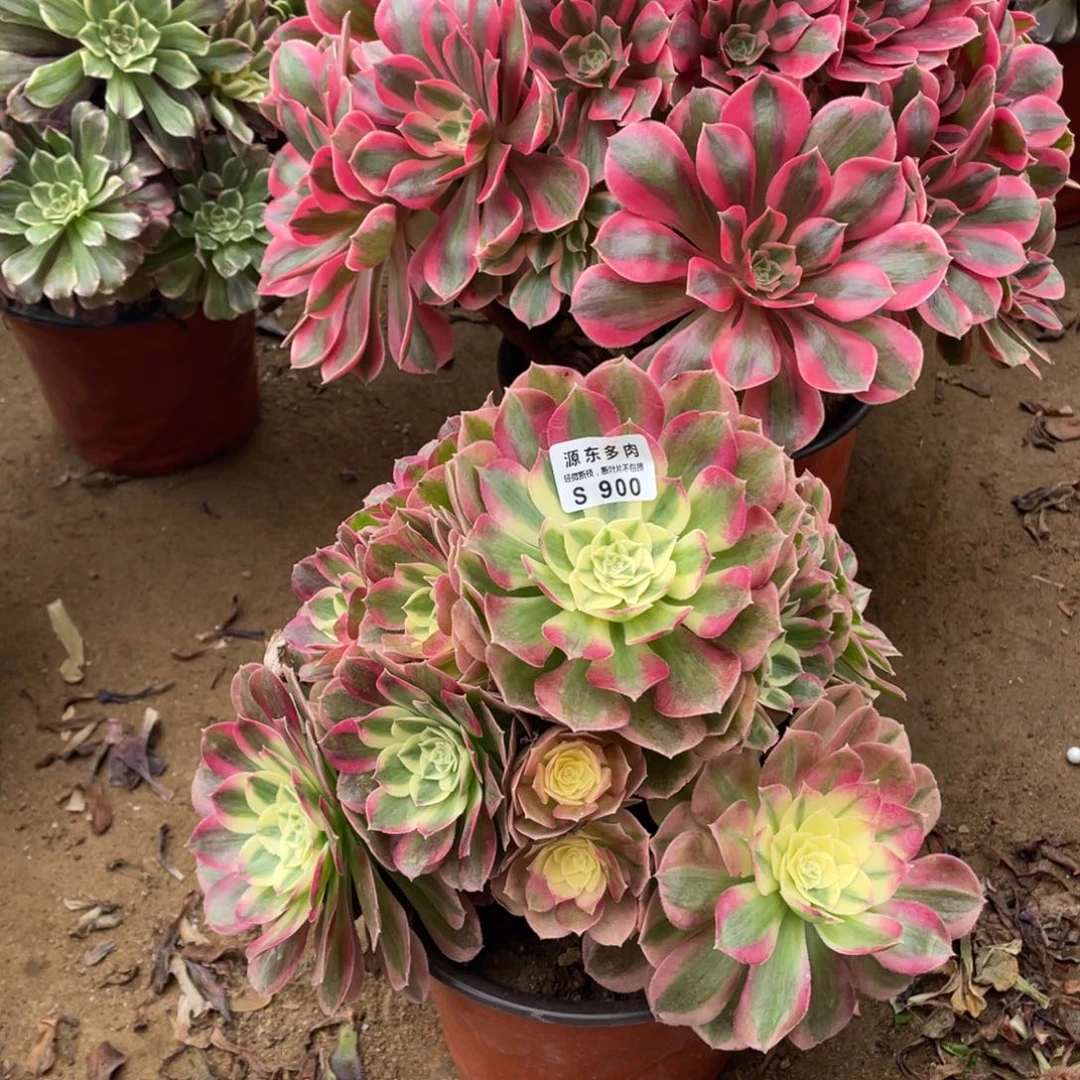 900海鲜多肉法师断枝不包