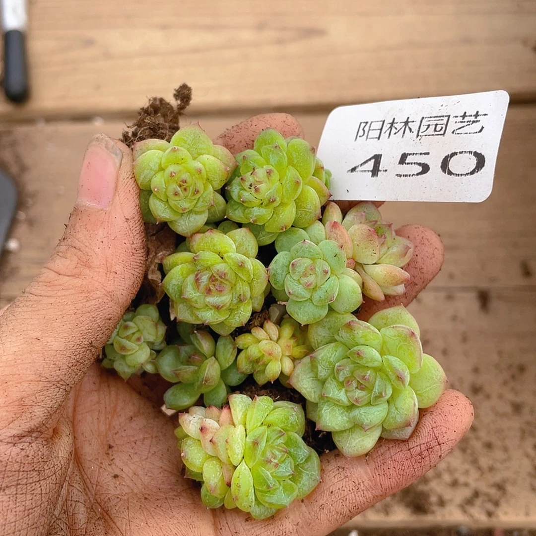多肉植物多肉植物450