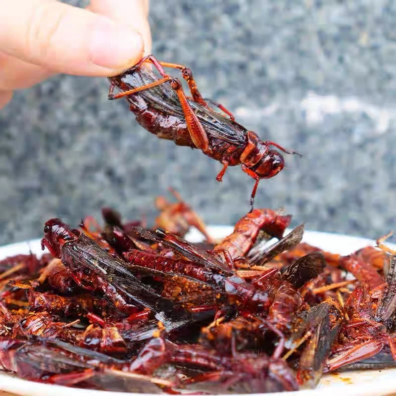 即食蚂蚱油炸新鲜蚂蚱蝗虫子肉香酥下酒菜零食小吃烧烤昆虫可食用
