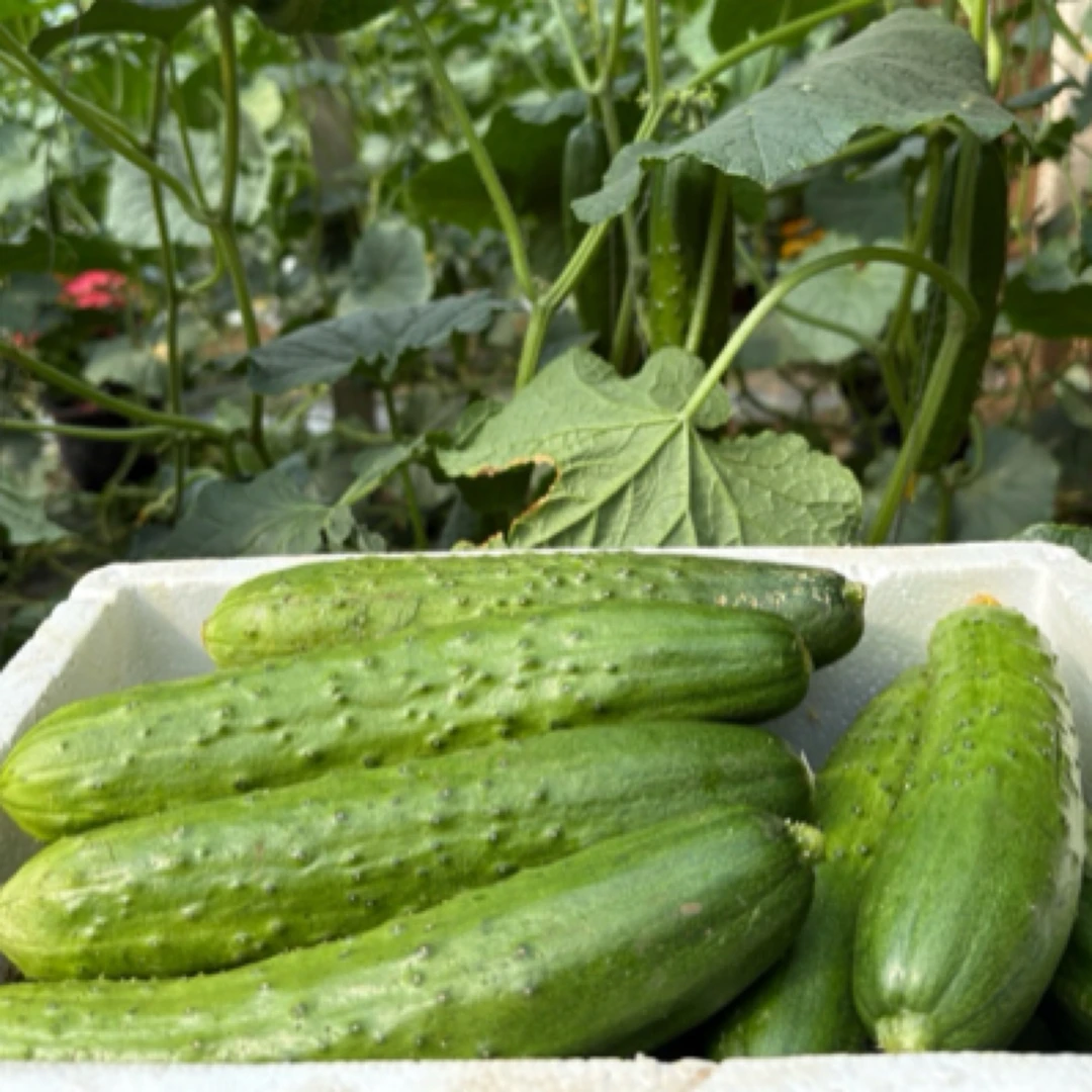 东北旱黄瓜嫩差异多汁鲜鲜采摘精品头茬