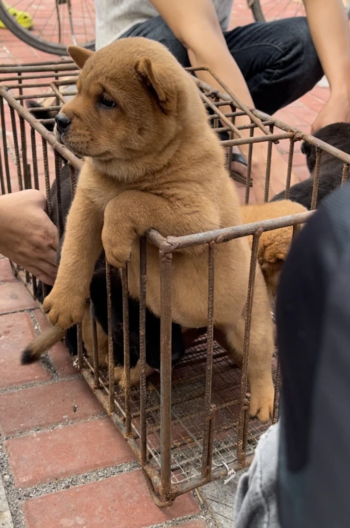 中华田园犬活体售卖来自广西