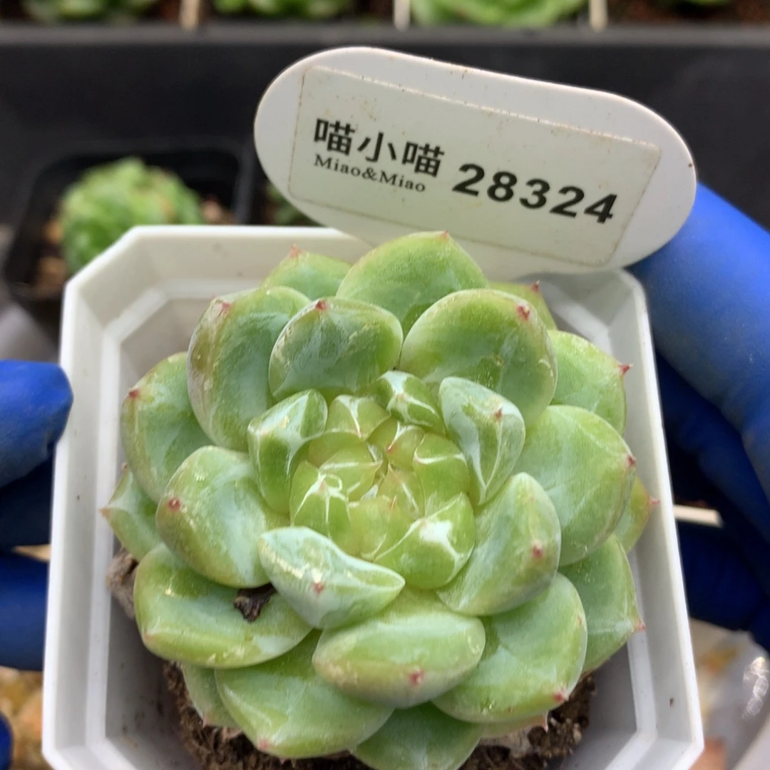 多肉植物珍妮28324