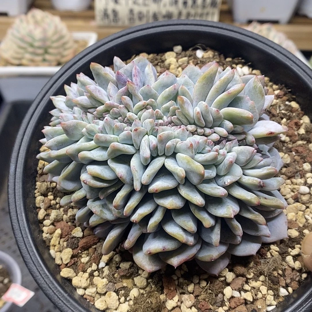 05101 大嫦娥缀化