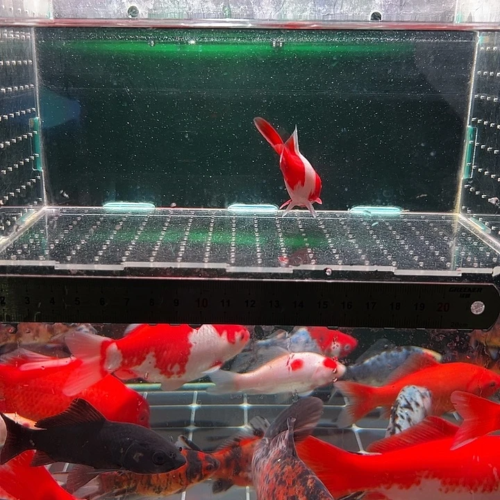 金鱼我在123456789