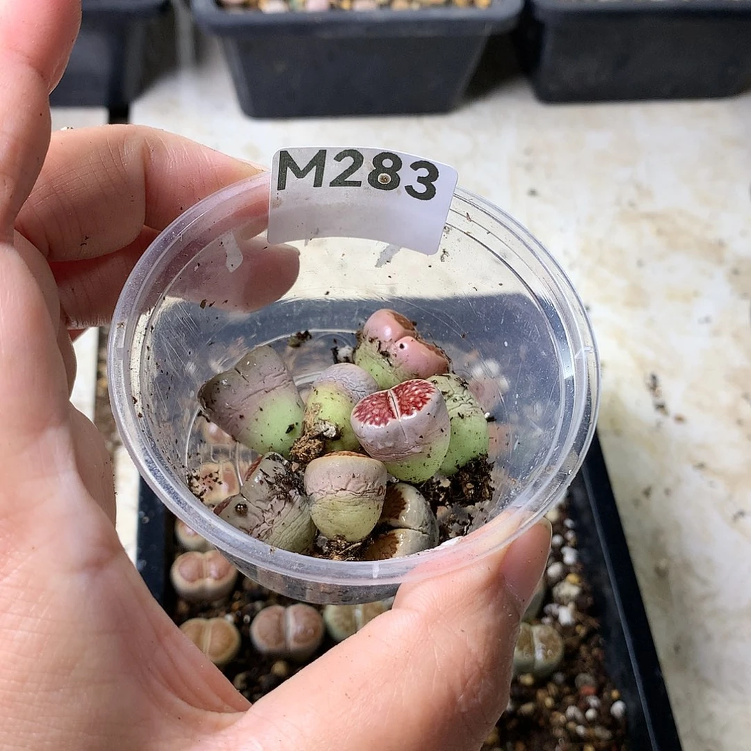 且****8M283补多肉植物保护研究所